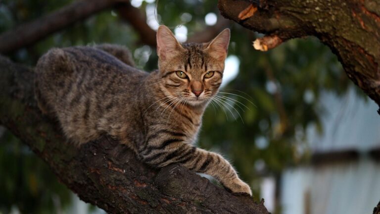 Your Cat's Obsession with High Places Reveals Their Innate Predator Instincts