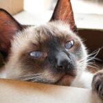 Your Cat's Obsession with Boxes Isn't Random; It's Deeply Rooted Instinct