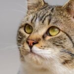 Don't Underestimate Them: Cats Sense Illness in Humans Before Doctors Do