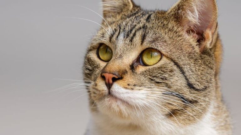Don't Underestimate Them: Cats Sense Illness in Humans Before Doctors Do