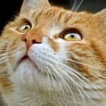 12 Surprising Body Language Cues Your Cat Uses to Talk to You