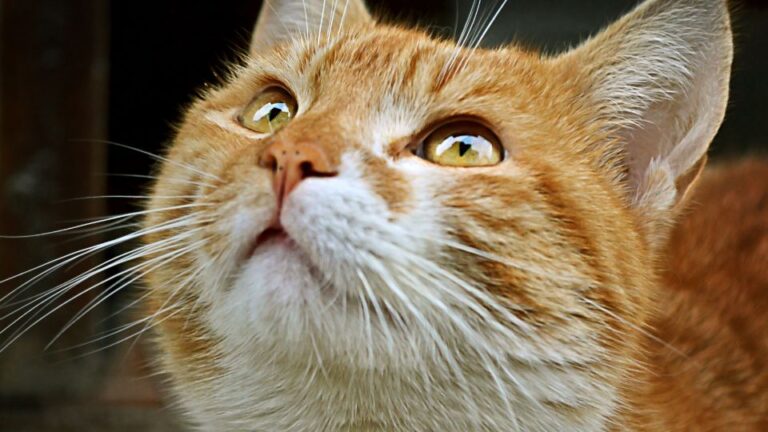 12 Surprising Body Language Cues Your Cat Uses to Talk to You