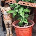 7 Common Household Plants That Are Secretly Toxic to Your Feline Friend