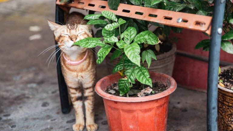 7 Common Household Plants That Are Secretly Toxic to Your Feline Friend