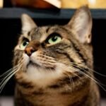 15 Purrfectly Normal Cat Behaviors That Might Seem Odd to New Owners