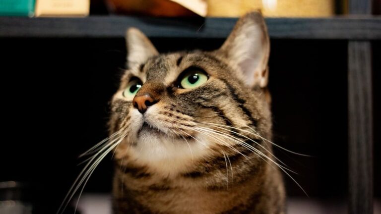 15 Purrfectly Normal Cat Behaviors That Might Seem Odd to New Owners