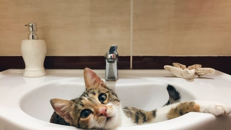7 Reasons Your Cat Follows You to the Bathroom (It's Not What You Think)