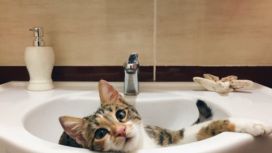 7 Reasons Your Cat Follows You to the Bathroom (It's Not What You Think)