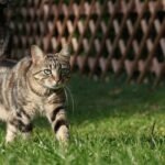 The Silent Language of Your Cat's Tail Communicates Volumes About Their Mood