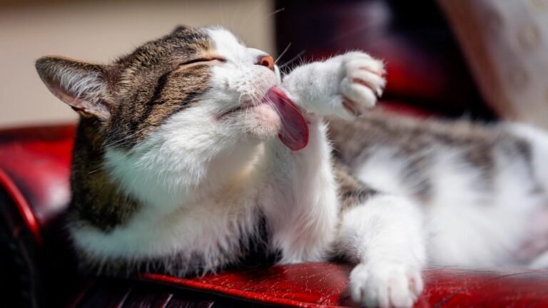Your Cat's Daily Grooming Rituals Are a Masterclass in Self-Care