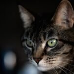 The Enigmatic Gaze of Your Feline Holds Generations of Wild Wisdom