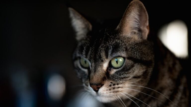 The Enigmatic Gaze of Your Feline Holds Generations of Wild Wisdom