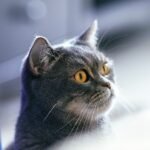 12 Little-Known Cat Facts That Will Make You See Your Feline Differently