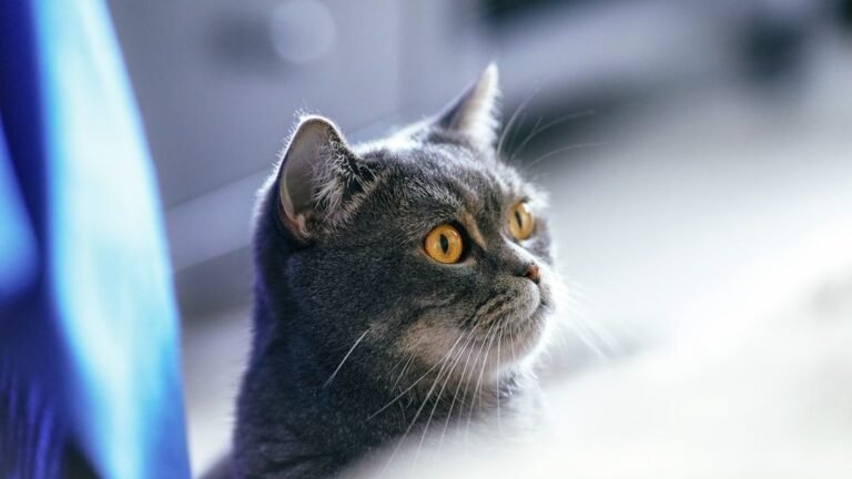 12 Little-Known Cat Facts That Will Make You See Your Feline Differently