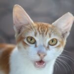 8 Common Human Habits That Secretly Annoy Even the Most Patient Cats