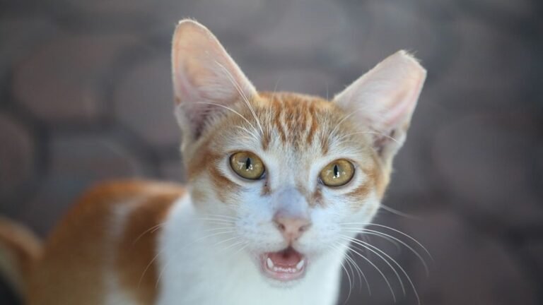 8 Common Human Habits That Secretly Annoy Even the Most Patient Cats