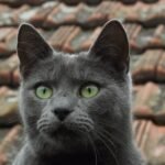 6 Cat Breeds That Are Masters of the 'Silent Conversation' with Humans