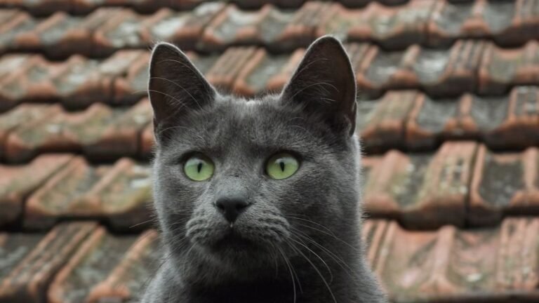 6 Cat Breeds That Are Masters of the 'Silent Conversation' with Humans