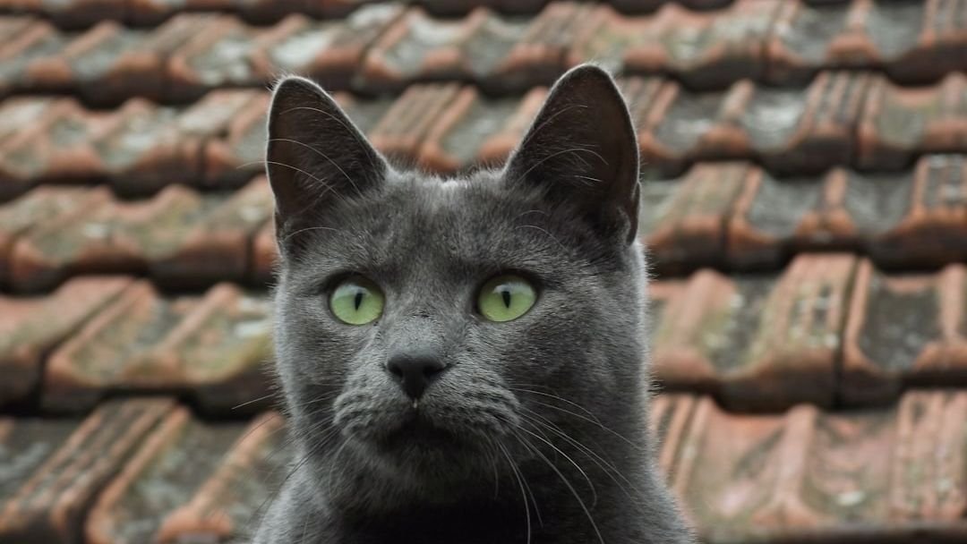 6 Cat Breeds That Are Masters of the 'Silent Conversation' with Humans
