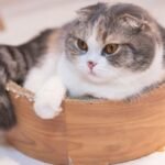 5 Cat Breeds That Are Especially Known for Their Endearing Quirks