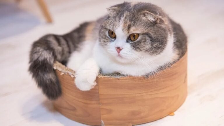 5 Cat Breeds That Are Especially Known for Their Endearing Quirks