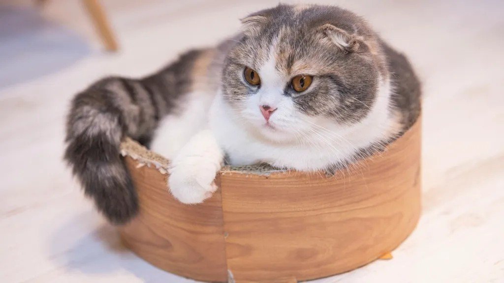 5 Cat Breeds That Are Especially Known for Their Endearing Quirks
