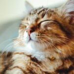 Your Cat's Deepest Purr Is a Secret Language of Contentment You Can Learn