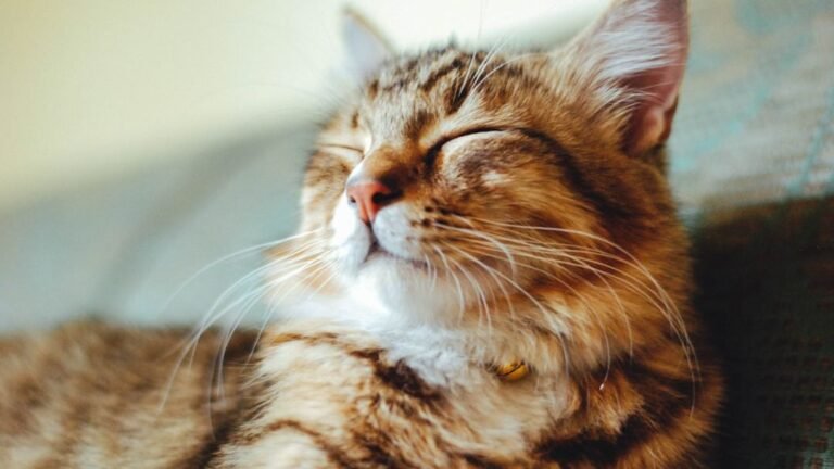 Your Cat's Deepest Purr Is a Secret Language of Contentment You Can Learn