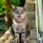 9 Common Cat Noises and What They Mean for Your Feline Friend