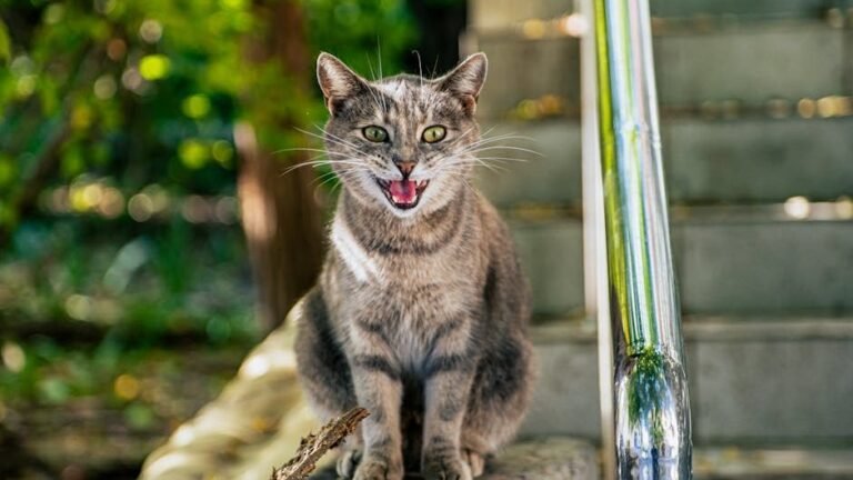 9 Common Cat Noises and What They Mean for Your Feline Friend