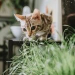 12 Common Plants That Are Safe for Your Curious Indoor Cat