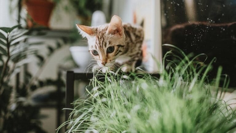 12 Common Plants That Are Safe for Your Curious Indoor Cat