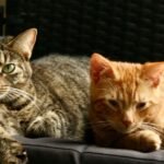 7 Ways to Introduce a New Cat to Your Existing Feline Family