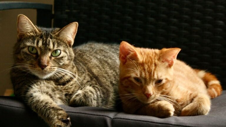 7 Ways to Introduce a New Cat to Your Existing Feline Family