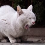 It's Not 'Just Hairballs': What Your Cat's Vomit Is Really Telling You