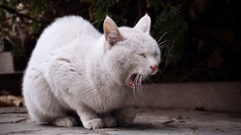 It's Not 'Just Hairballs': What Your Cat's Vomit Is Really Telling You