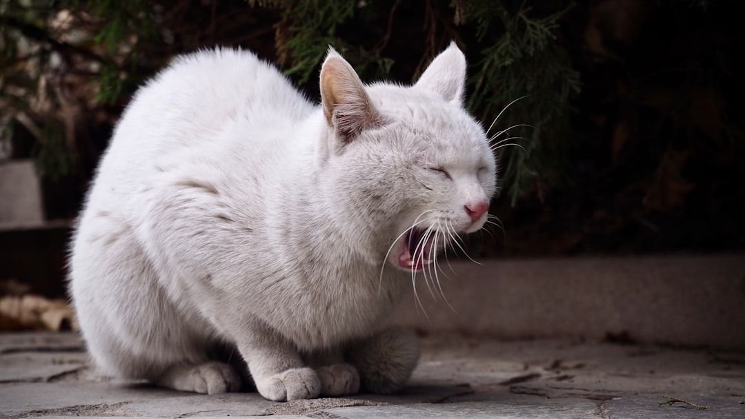 It's Not 'Just Hairballs': What Your Cat's Vomit Is Really Telling You