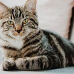 11 Myths About Cat Personalities Debunked by Experts