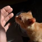 8 Reasons Your Cat Chooses YOU, Not Just Your Couch