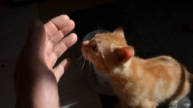 8 Reasons Your Cat Chooses YOU, Not Just Your Couch