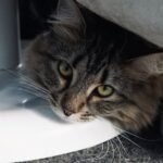 7 Things Your Cat Does That Prove They're Secretly a Genius