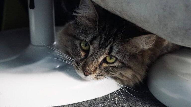 7 Things Your Cat Does That Prove They're Secretly a Genius