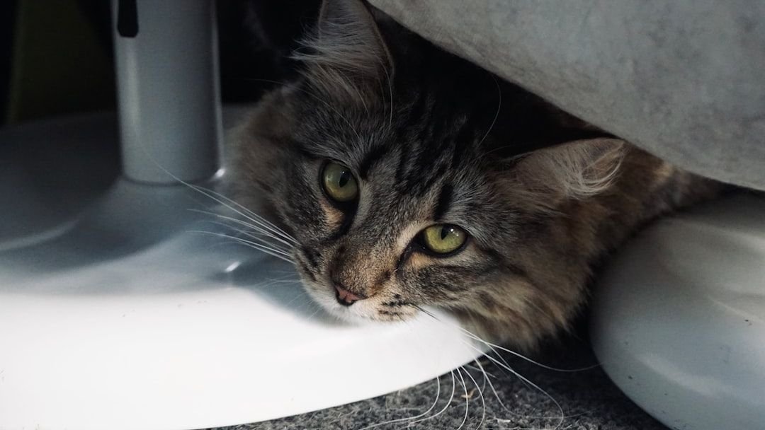 7 Things Your Cat Does That Prove They're Secretly a Genius