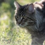 10 Cat Breeds That Love to Talk [and 5 That Prefer Quiet Cuddles]