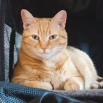 8 Signs Your Cat Is Actually Enjoying Their Vet Visit