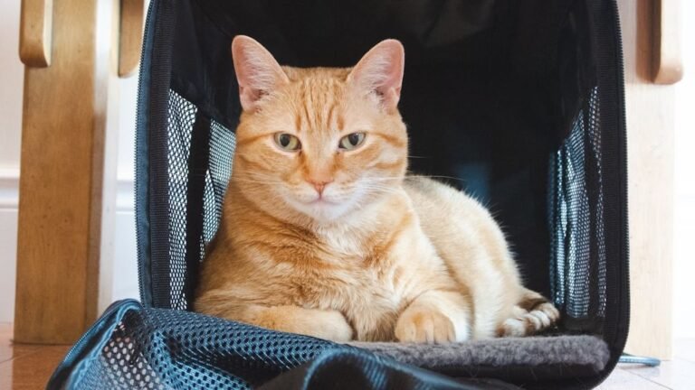 8 Signs Your Cat Is Actually Enjoying Their Vet Visit