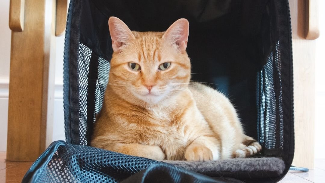 8 Signs Your Cat Is Actually Enjoying Their Vet Visit
