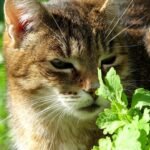 11 Household Scents Cats Secretly Love (and a Few They Hate)