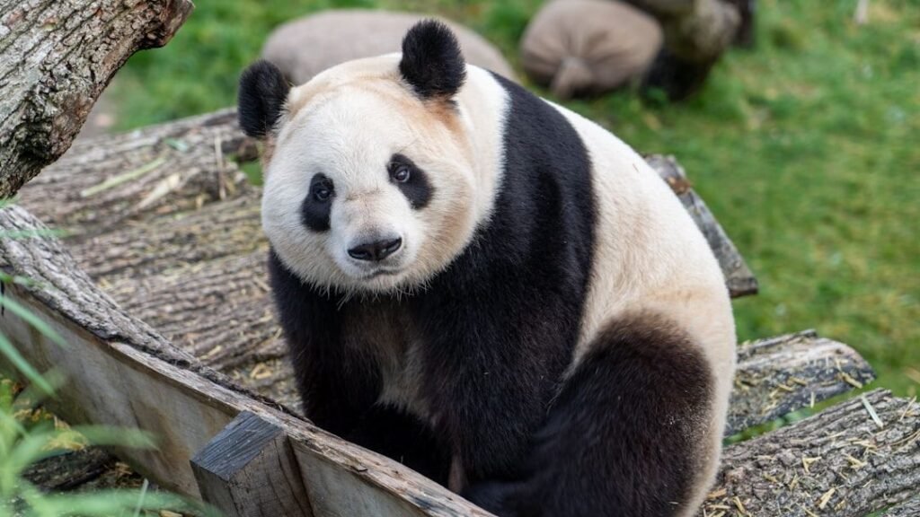 New Giant Pandas are Moving to the U.S., See Which State the Rare Bears Will Call Home