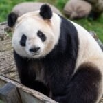 New Giant Pandas are Moving to the U.S., See Which State the Rare Bears Will Call Home